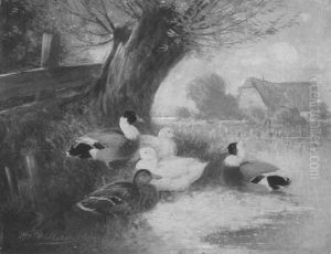 Enten Am Ufer Unter Einer Weide