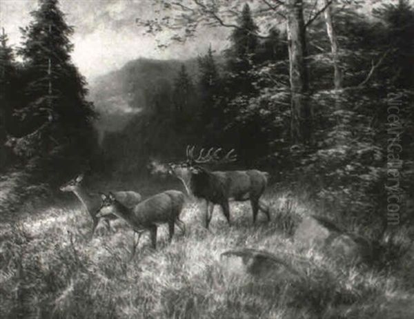 R"hrender Hirsch Mit Hirschkuhen Im Wald - view 1
