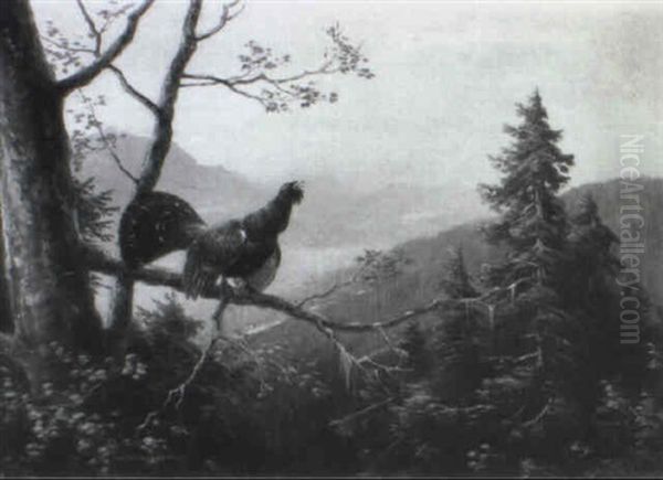 Auerhahn In Der Balz - view 1