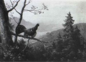 Auerhahn In Der Balz