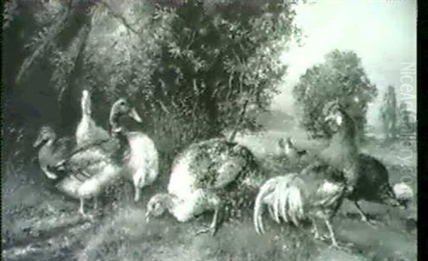 Truthahn, Enten, Hahn Und Huhner Auf Einer Wiese - view 1