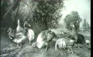 Truthahn, Enten, Hahn Und Huhner Auf Einer Wiese by Otto Scheuerer