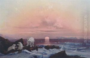 Ours Blancs Sur La Banquise