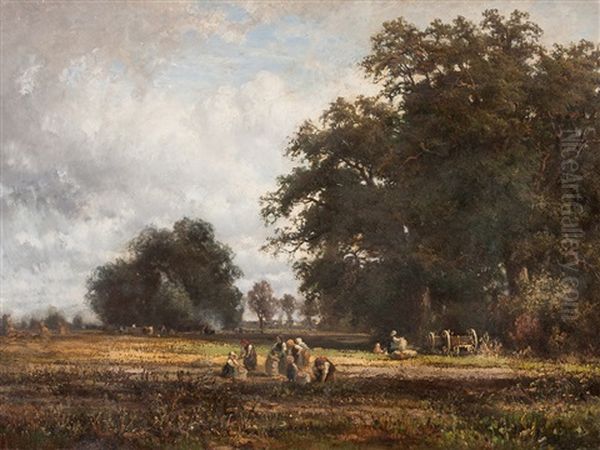 Potato Harvest - view 1