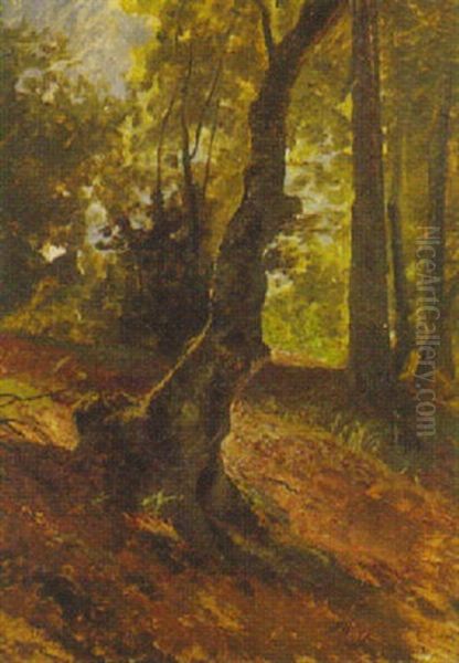 Lichter Wald - view 1