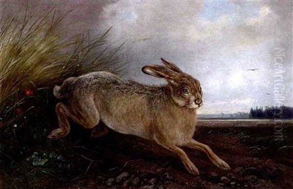 Hase Auf Einem Acker - view 1