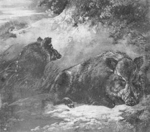 Zwei Ruhende Wildschweine