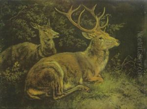 Hirsch Und Hirschkuhe Im Unterholz