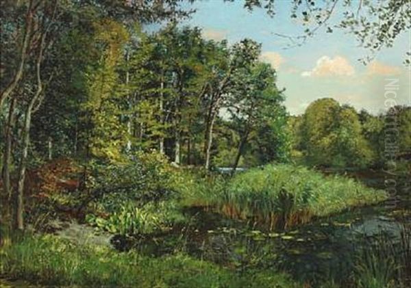 Forest Scenery With Waterlilies And Reed Along The Lakeshore - view 1