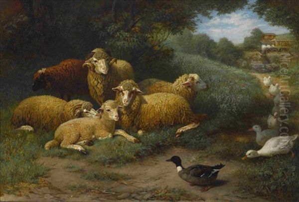 Ruhende Schafe Mit Herannahenden Enten - view 1