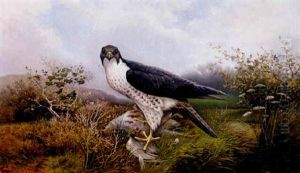 Wanderfalke (falco Peregrinus)