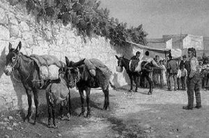 Mules Standing By A Sunlit Wall On A Market by Hans Schmidt