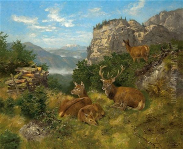 Ruhendes Rotwild - view 1