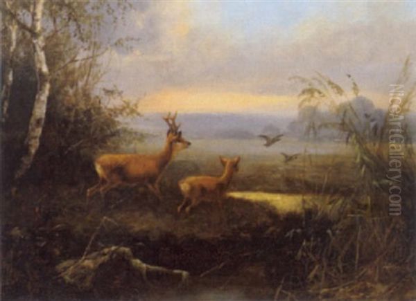 Rotwild In Auslandschaft - view 1