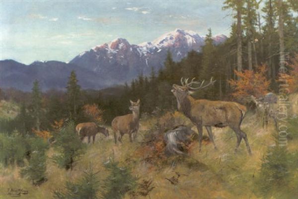Rohrender Hirsch Im Gebirgswald, Morgenstimmung - view 1