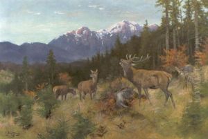 Rohrender Hirsch Im Gebirgswald, Morgenstimmung by Josef Schmitzberger