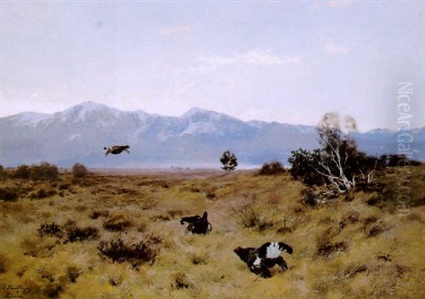 Balzende Auerhahne In Voralpenlandschaft - view 1