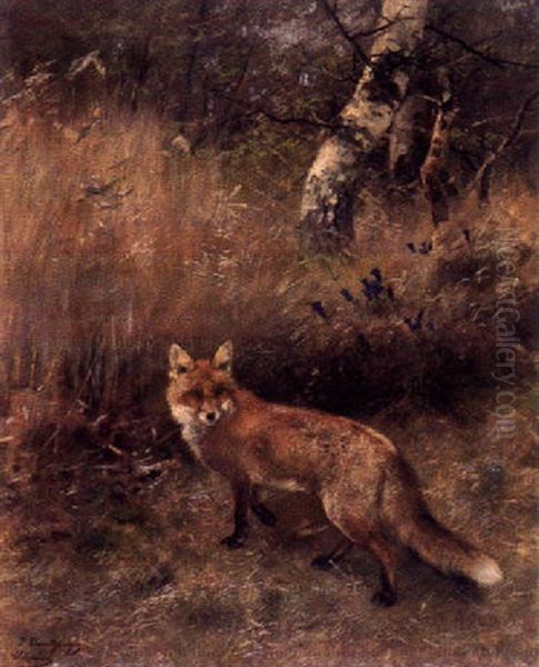 Fuchs Am Waldrand - view 1