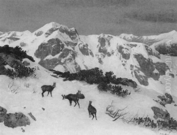Gemsen Im Winterlichen Hochgebirge - view 1