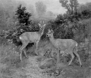 Rehe Auf Einer Wiese Rehe Auf Einer Wiese