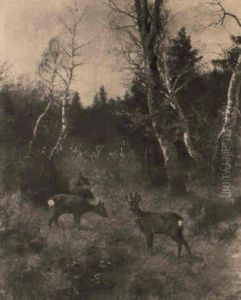 Rehe Und Rehbock Vor Einer Birkengruppe Im Moor Rehe Und Rehbock Vor Einer Birkengruppe Im Moor