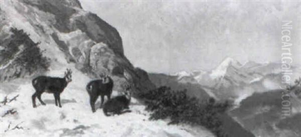 Gemsen Im Verschneiten Hochgebirge - view 1
