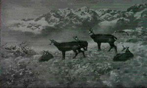 Gemsen Auf Der Hochebene Eines Verschneiten Gebirges by Josef Schmitzberger
