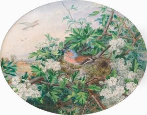 A Chaffinch Nesting In Apple Blossom by W.J. Bowden