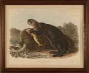 Audubon Elephant Folio Enhydra Marina by John T. Bowen