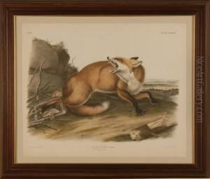Framed Audubon Elephant Folio Vulpes Fulvus