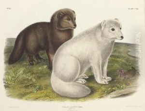 Arctic Fox, From 
The Viviparous Quadrupeds Of North America