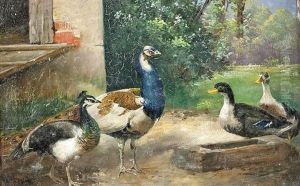 2 Pfauen by Alfred Schoenian