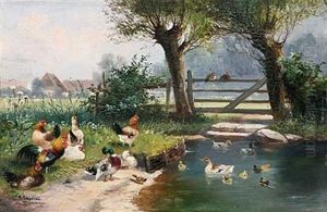 Enten Und Huhner Am Weiher Bei Einem Gehoft