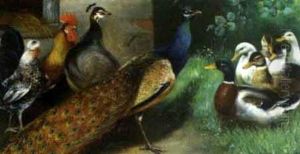 Huhner, Pfaue Und Enten