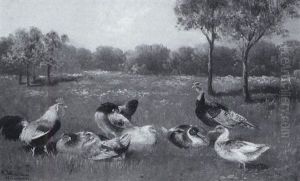 Huhner Und Enten Auf Einer Wiese