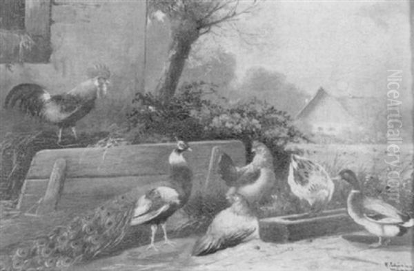Huhnerhof Mit Pfau Und Enten Am Futtertrog - view 1