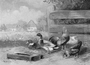 Hahn, Huehner Und Enten by Alfred Schoenian