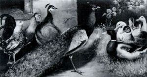 Federvieh by Alfred Schoenian