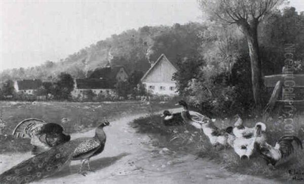 Pfau, Truthahn, Enten Und Huhner - view 1