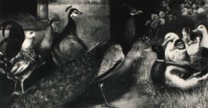 Pfauen, Hahn, Huhn Und Enten Auf Der Wiese