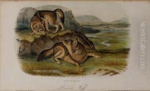 Prairie Wolf (plate Lxxi) by Thomas Bowen