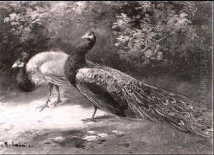 Pfaue by Alfred Schoenian