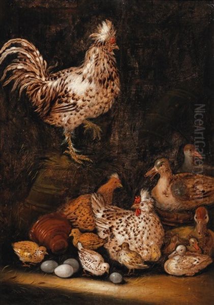 Chickens - view 1