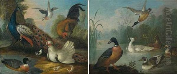 Rivage Anime D'un Paon, D'un Coq, Et D'un Canard (+ Etang Anime De Canards Sauvages; Pair) - view 1