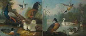 Rivage Anime D'un Paon, D'un Coq, Et D'un Canard (+ Etang Anime De Canards Sauvages; Pair) Rivage Anime D'un Paon, D'un Coq, Et D'un Canard (+ Etang Anime De Canards Sauvages; Pair)