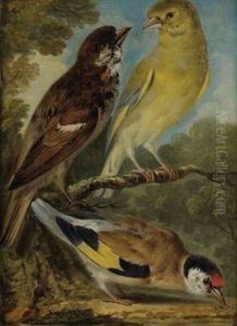 Etude D'oiseaux by Aert Schouman