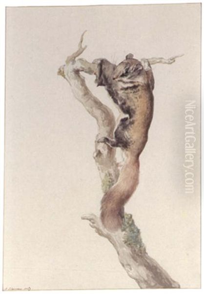 A Flying Squirrel - view 1