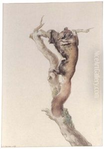 A Flying Squirrel by Aert Schouman