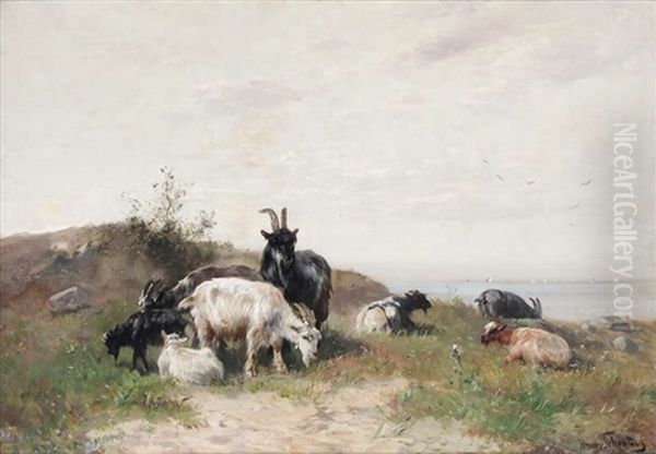 Boucs Et Moutons A La Cote - view 1