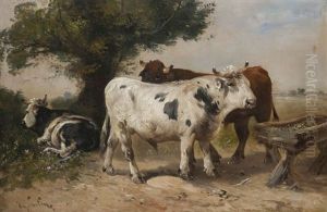 Taureaux Au Pre Taureaux Au Pre